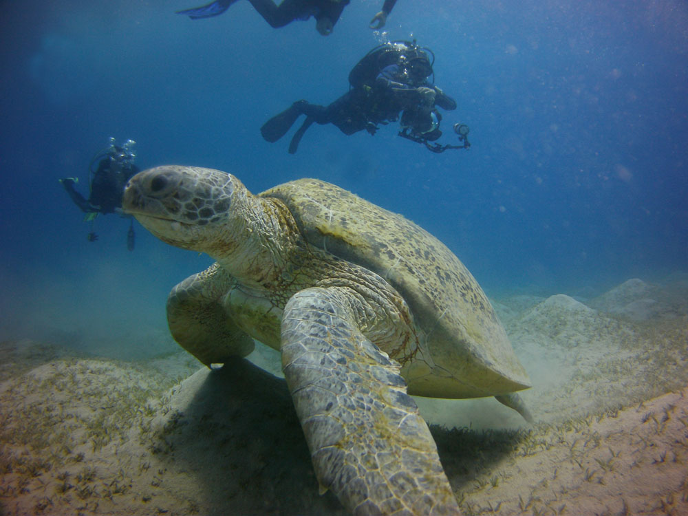 Red Sea Dive Trips